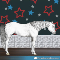 Horse Color:Gray Grullo Splash Appaloosa 