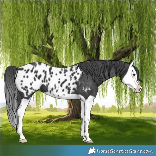Horse Color:Black Splash Appaloosa 