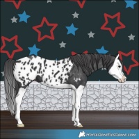 Horse Color:Black Splash Blanket 