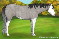 Horse Color:Grullo Roan Splash