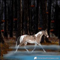 Horse Color:Liver Red Dun Tobiano Appaloosa Rabicano 