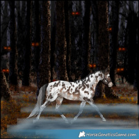 Horse Color:White Spotted Brown Tobiano Near Leopard Rabicano