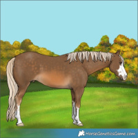 Horse Color:Chocolate Palomino 