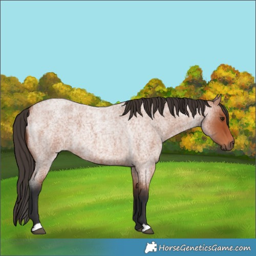 Horse Color:Bay Roan 