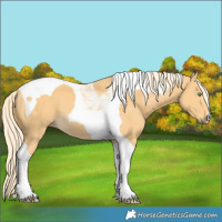 Horse Color:Palomino Tobiano 