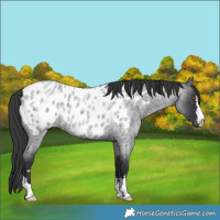 Horse Color:Blue Roan Appaloosa