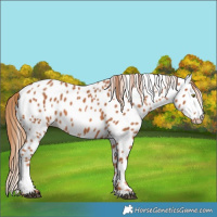 Horse Color:Chestnut Appaloosa