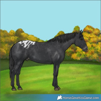 Horse Color:Black Blanket