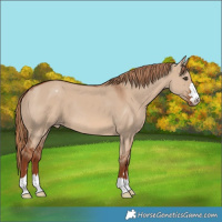 Horse Color:Red Dun Blanket