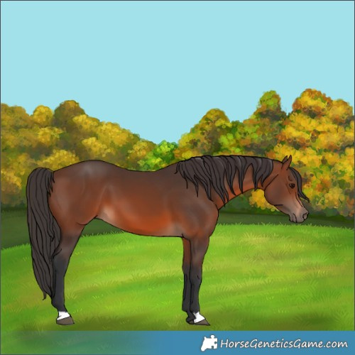 Horse Color:Brown 