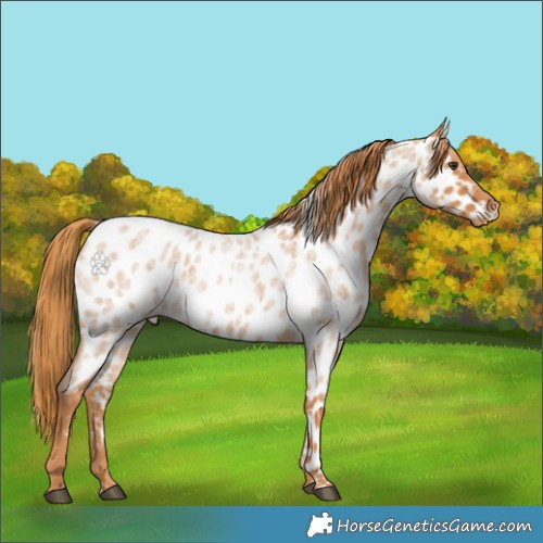 Horse Color:Red Roan Near Leopard