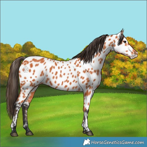 Horse Color:Bay Appaloosa 