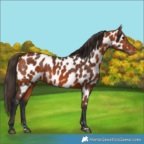 Horse Color:Bay Appaloosa 