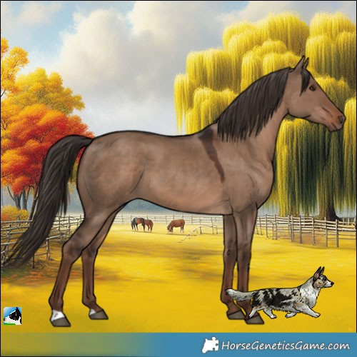 Horse Color:Liver Red Dun