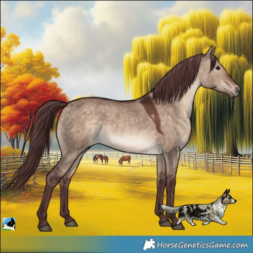 Horse Color:Chocolate Brown Dun 