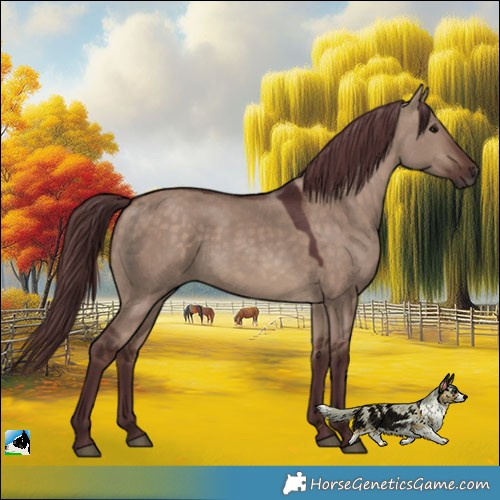 Horse Color:Chocolate Brown Dun 