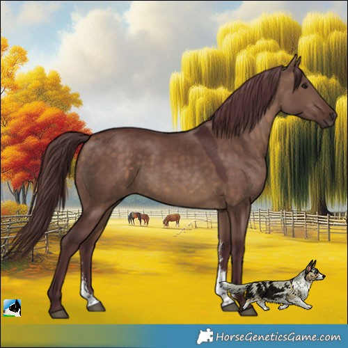 Horse Color:Chocolate Bay Dun Sabino 