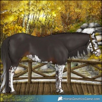 Horse Color:Liver Chestnut  and Liver Chestnut Splash 