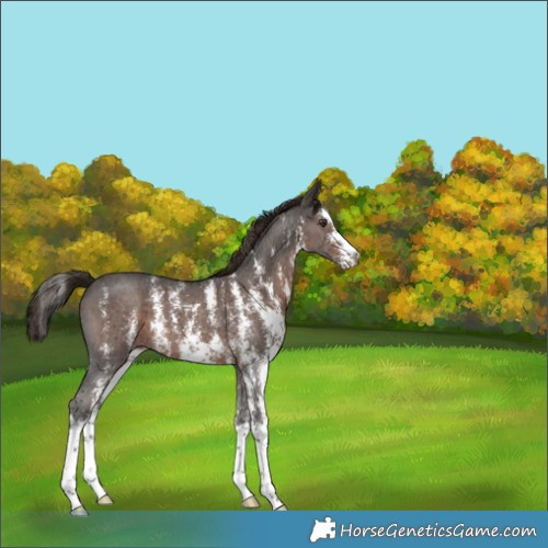 Horse Color:Liver Chestnut Sabino 