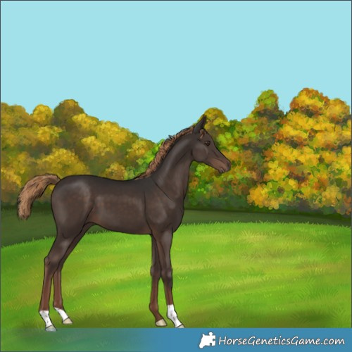 Horse Color:Liver Chestnut 