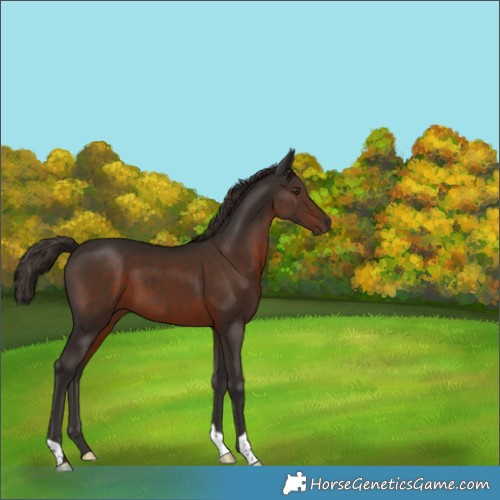 Horse Color:Liver Chestnut 