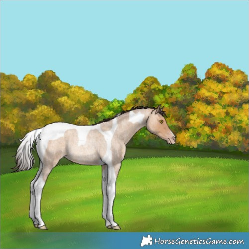 Horse Color:Amber Champagne Roan Tobiano Rabicano