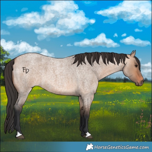 Horse Color:Bay Roan Dun 