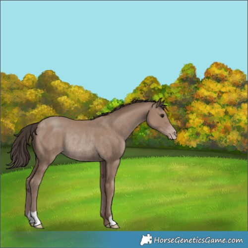 Horse Color:Classic Champagne Rabicano