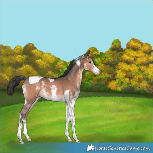 Horse Color:Brown Sabino Tobiano 