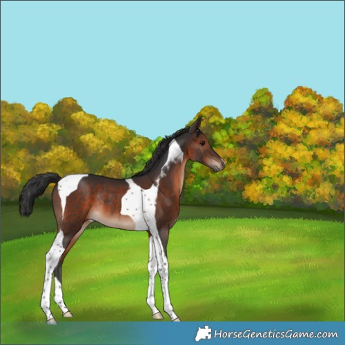 Horse Color:Brown Tobiano Rabicano 