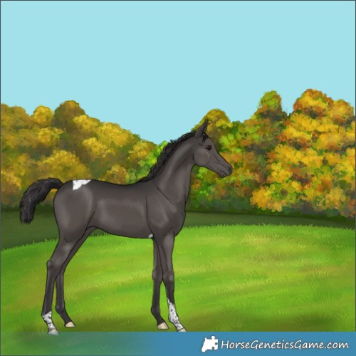 Horse Color:Smoky Black Tobiano