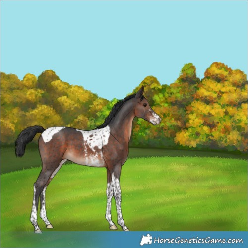Horse Color:Brown Sabino Tobiano 