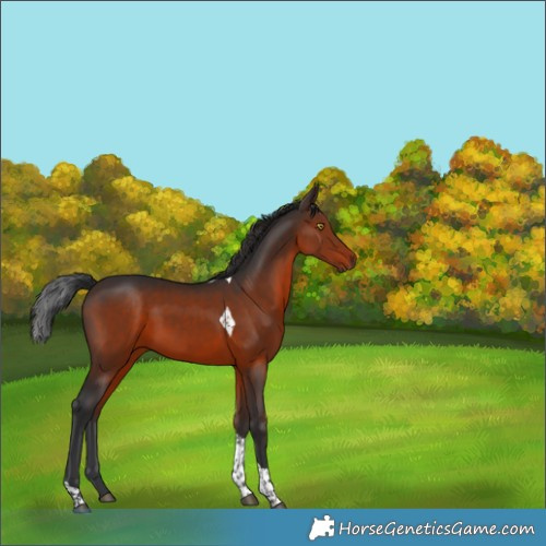 Horse Color:Brown Tobiano