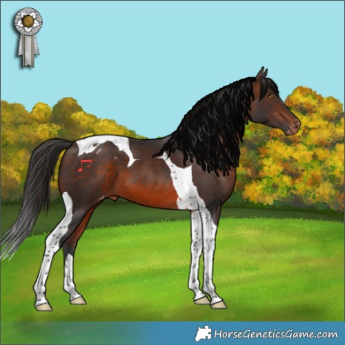 Horse Color:Brown Tobiano Appaloosa 