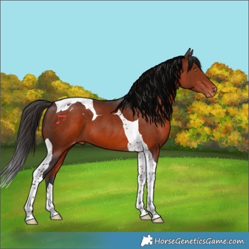 Horse Color:Brown Tobiano Appaloosa 