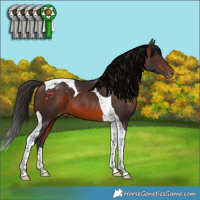 Horse Color:Brown Tobiano Appaloosa 