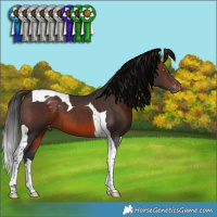 Horse Color:Brown Tobiano Varnish