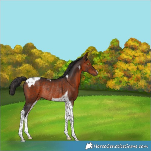 Horse Color:Bay Tobiano Rabicano 
