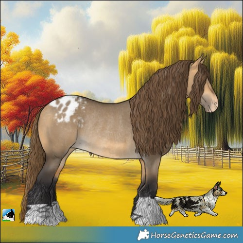 Horse Color:Buckskin Dun Appaloosa Rabicano 