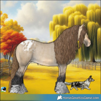 Horse Color:Buckskin Dun Appaloosa Rabicano 