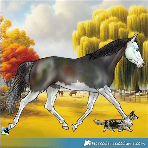Horse Color:Brown Splash 
