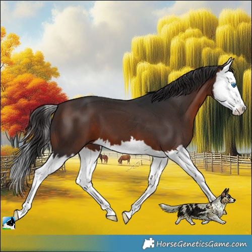 Horse Color:Brown Splash