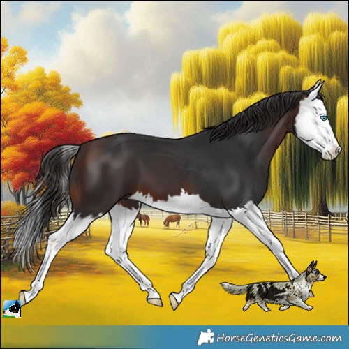 Horse Color:Brown Splash 
