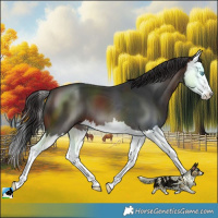 Horse Color:Brown Splash 