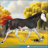 Horse Color:Brown Splash