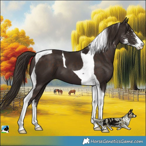 Horse Color:Liver Chestnut Sabino Tobiano