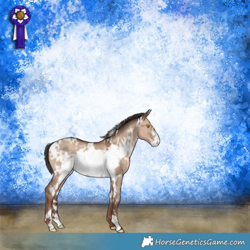 Horse Color:White Spotted Sable Champagne Dun Frame 
