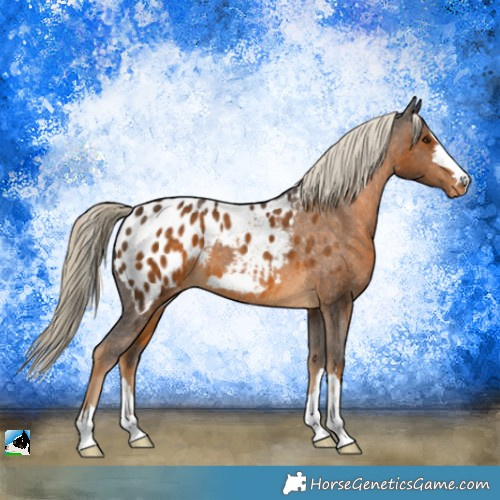 Horse Color:Chocolate Palomino Appaloosa