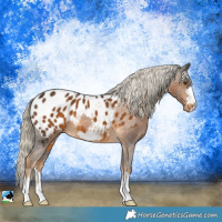 Horse Color:Chocolate Palomino Blanket 