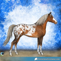 Horse Color:Chocolate Palomino Appaloosa 